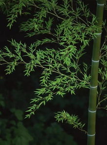 野竹自成径，绕溪三里余
