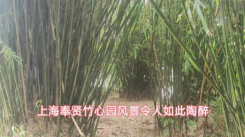 竹心悠悠园中信步，唯此一方清欢最消魂