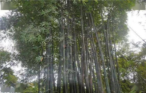罗汉慈竹 竹中慈影，形态与风骨并存